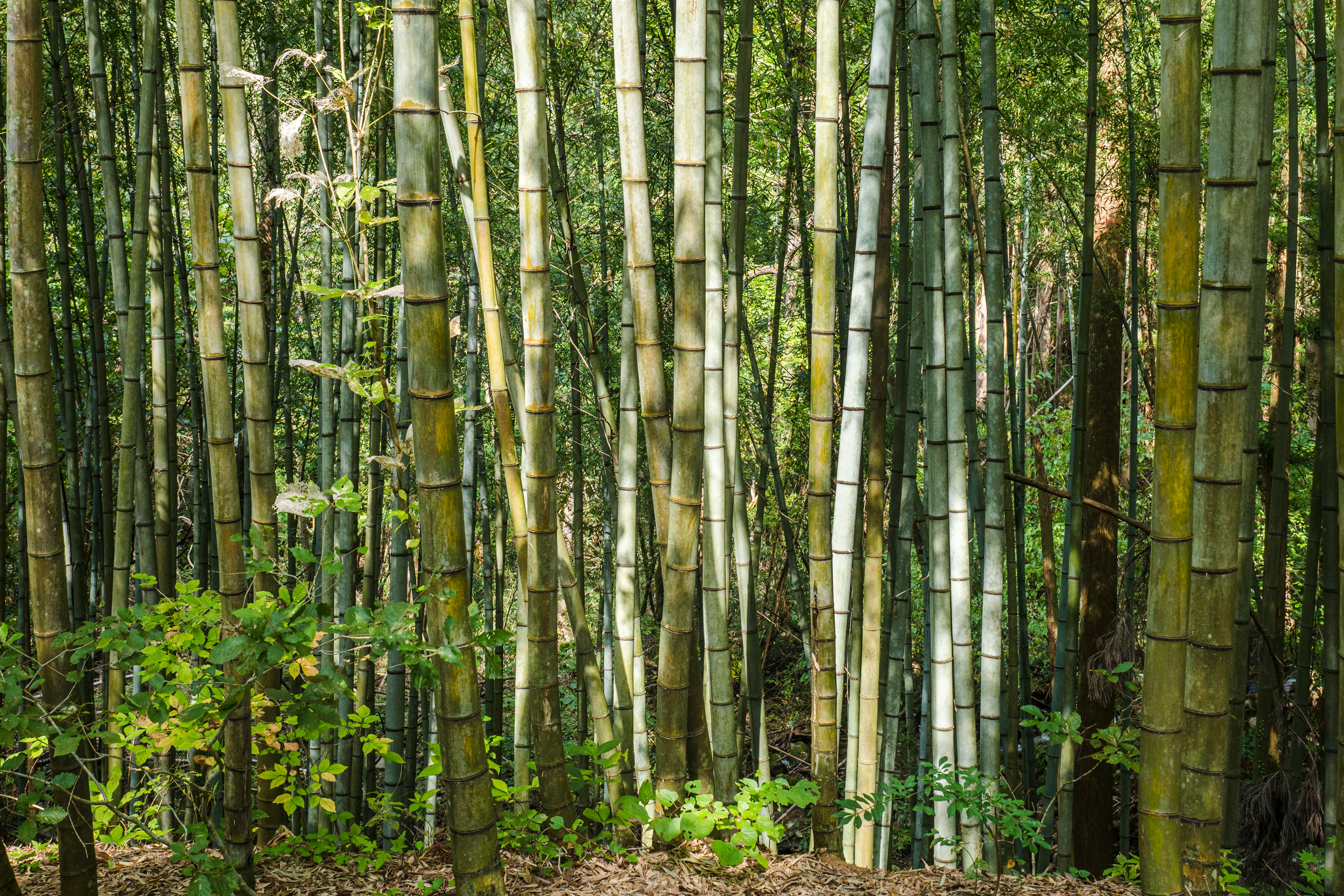 green and brown bamboo trees